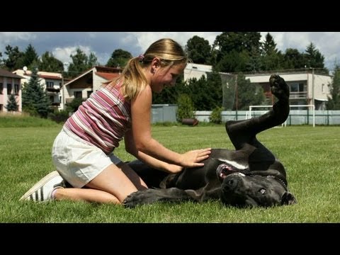 YouTube Трейлер