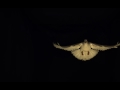 White dove