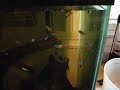 Neon Tetra school