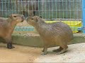 Capybara Family Affair Part1