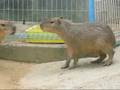 Capybara Family Affair Part1