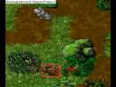 Tibia Immortal Monkey ( Harmonia) Tibia Immortal Monkey ( Harmonia)