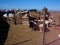 Pelea territorial de ovinos