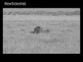 The world's first online lion hunt