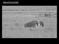 The worlds first online lion hunt