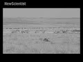 The world's first online lion hunt