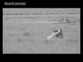 The world's first online lion hunt