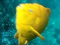 Garibaldi Fish Attacks Camera
