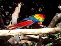 Scarlet Macaw Scarlet Macaw