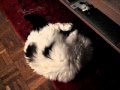 Fluffy and his Singing Bird