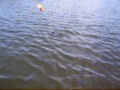 pescando carpas y bagres
