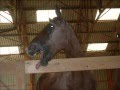 mon cheval et moi