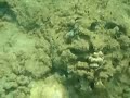 White Mouth Moray Eel