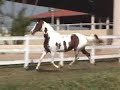 Sardenha da Janga (Fantástico da Janga x Vicunha FAF)