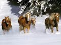 Sleigh-Ride-Boston-P
