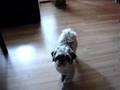 Shih Tzu video