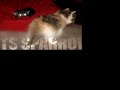 Jack & Sparrow (the kittens, sorry, no Johnny Depp) Jack & Sparrow (the kittens, sorry, no Johnny Depp)