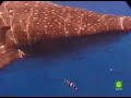 Tibur�n ballena El Hierro 2008