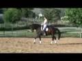 Bonafide - Canadian Warmblood