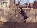 Apollo Finds a Coon Apollo Finds a Coon