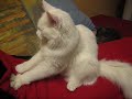 Oona - White Maine Coon Oona - White Maine Coon