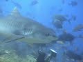 Close Encounter with a Tiger Shark - Shark Dive - Fiji
