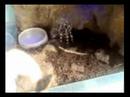 A. geniculata i niezidentyfikowany robak (?uk)