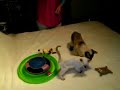 Chocolate Point Siamese kittens at play