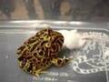 Ornate-Pacman-Frog-e