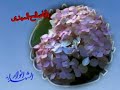 ya mahdi-????? ???? ???? ??