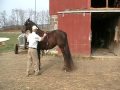 TRSW Velvet Brown Morgan 4 yr old english pleasure & pleasure driving mare