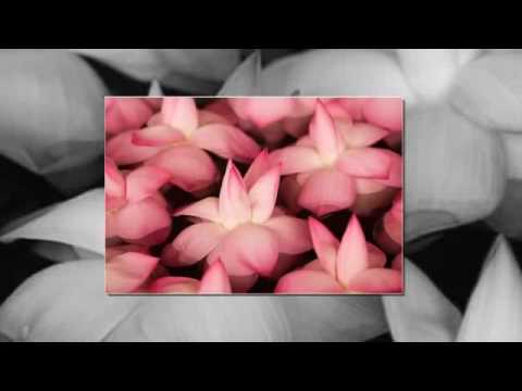 music موسيقى حزينة ورد flower Musik Música Музыка Musique