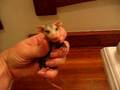 Baby opossum calling for mom, Animal Advocates, Mary Cummins