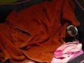 Estrés canino