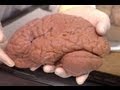 Welcome to the Brain Bank