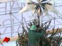 Star Is Born: New York Tree Topped by Crystal Star Is Born: New York Tree Topped by Crystal