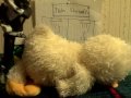 the-grizz-and-panda-nature-show.html