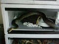 Snake from Snake vs Rabbit