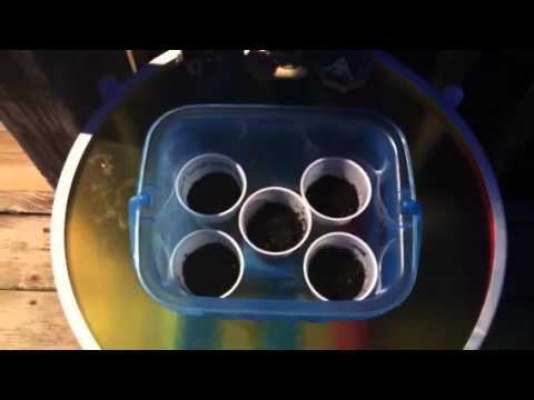 how to grow roses from a seed