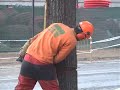 Arboricidio en Aranjuez a manos de Dionisio Ballesteros
