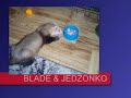 dziwny-widza.html