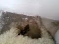 Perro maricon vs rata de caño (parte 1)