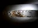 Pheidole sp. Pheidole sp.