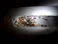 Pheidole sp.
