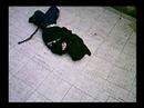 O terror mora em sua casa - O Inseticida maluco