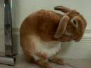 BunBun BunBun