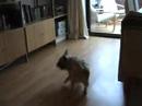 Fraggle the Cairn Jumping Around Fraggle the Cairn Jumping Around