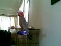 Feeding Marlee the Galah