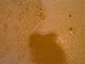 Apartment Damages Black Mold