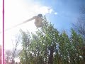 World Record Amaranth over 27feet Tall N.Y pt2 World Record Amaranth over 27feet Tall N.Y pt2